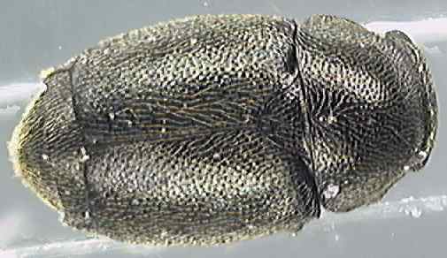 Brachypterus urticae
